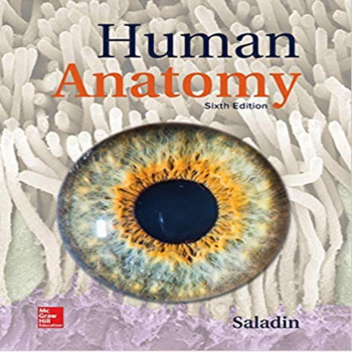 Human Anatomy 6th Edition By Kenneth Saladin – Test Bank