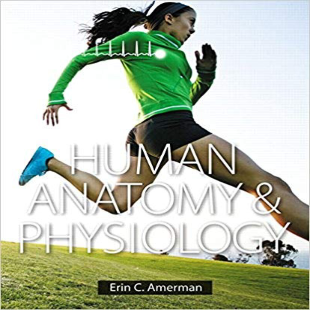 Human Anatomy Physiology 1st Edition By Erin C. Amerman